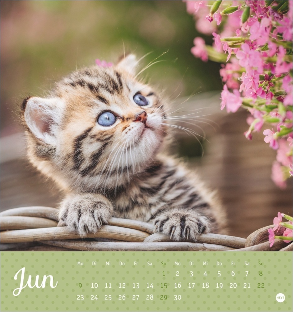 Bild: 9783756407026 | Katzen Postkartenkalender Kleine Tiger 2025 | Kalender | Spiralbindung