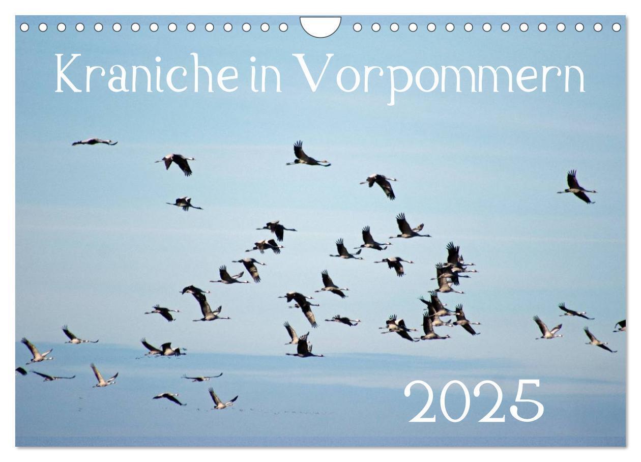 Cover: 9783435649655 | Kraniche in Vorpommern (Wandkalender 2025 DIN A4 quer), CALVENDO...