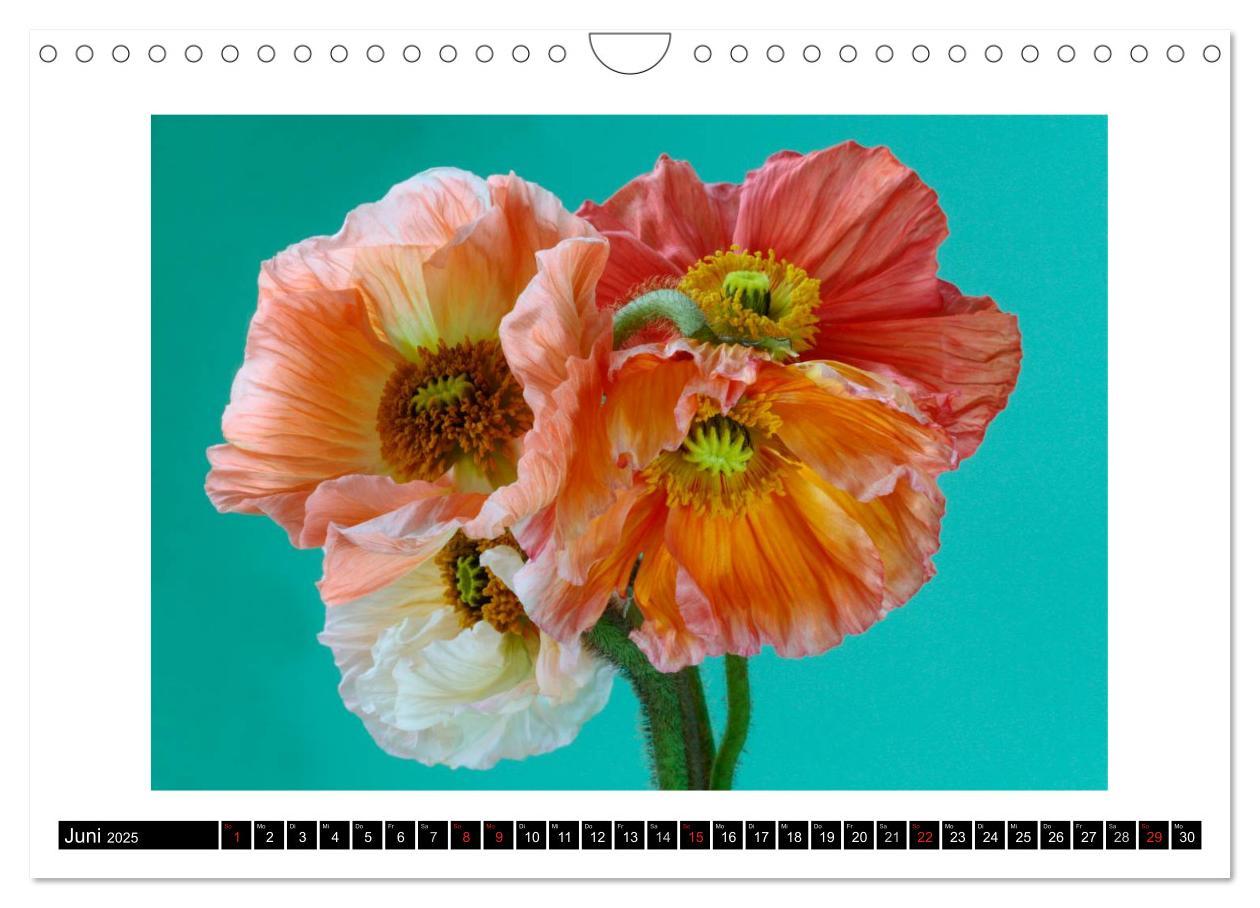 Bild: 9783435617517 | Mohn im Porträt (Wandkalender 2025 DIN A4 quer), CALVENDO...