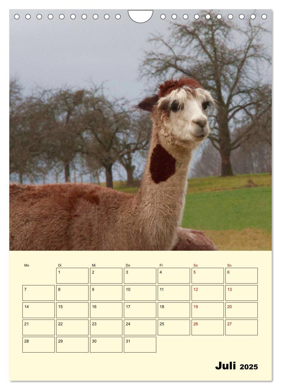 Bild: 9783435962839 | Alpakas erleben (Wandkalender 2025 DIN A4 hoch), CALVENDO...