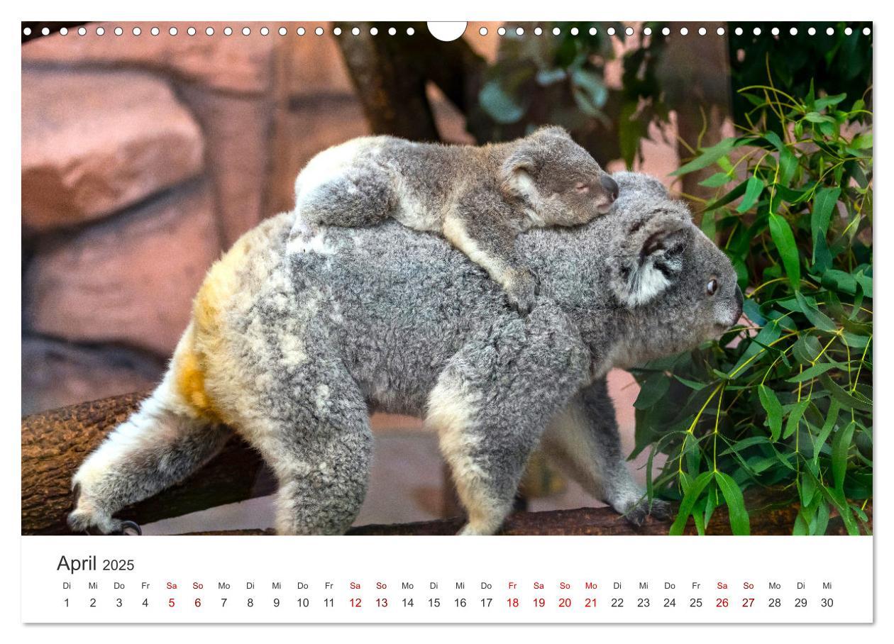 Bild: 9783383928413 | Knuffige Koalabären (Wandkalender 2025 DIN A3 quer), CALVENDO...