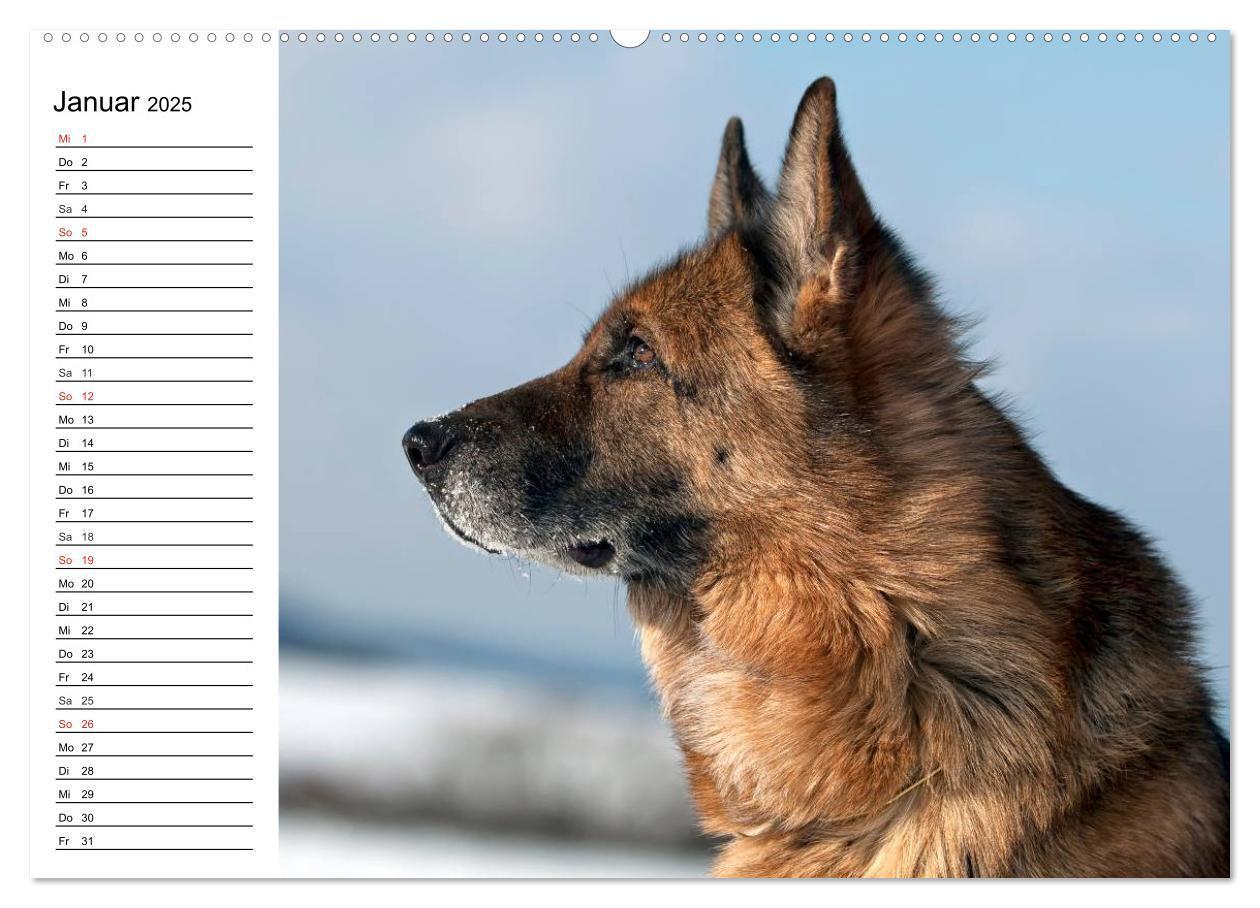 Bild: 9783435473465 | Deutsche Schäferhunde - Liebenswerte Graunasen (Wandkalender 2025...