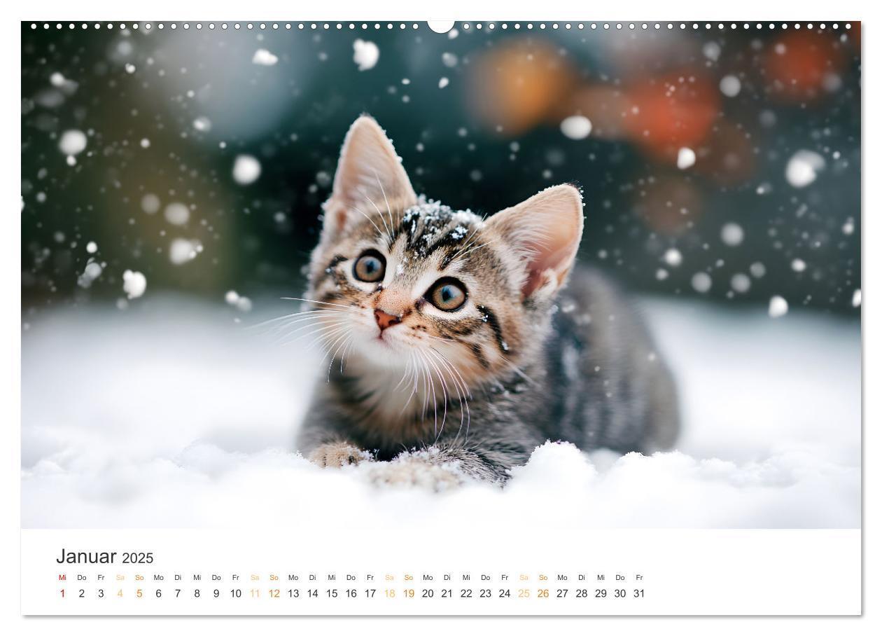 Bild: 9783457203866 | Katzen - sanfte Schönheiten (Wandkalender 2025 DIN A2 quer),...