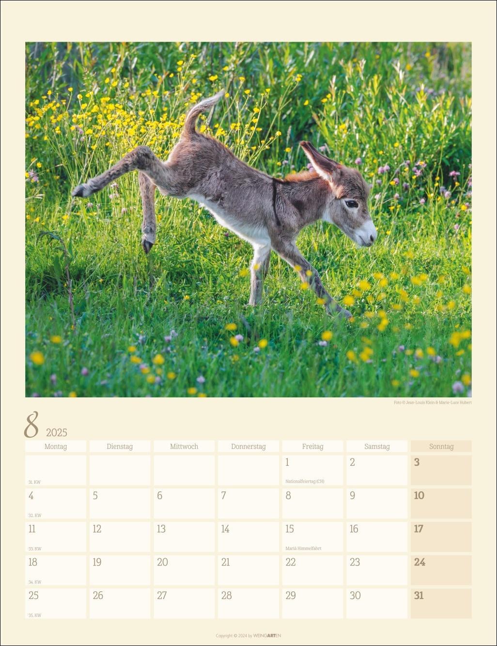 Bild: 9783839900451 | Esel Kalender 2025 | Kalender | Spiralbindung | 14 S. | Deutsch | 2025