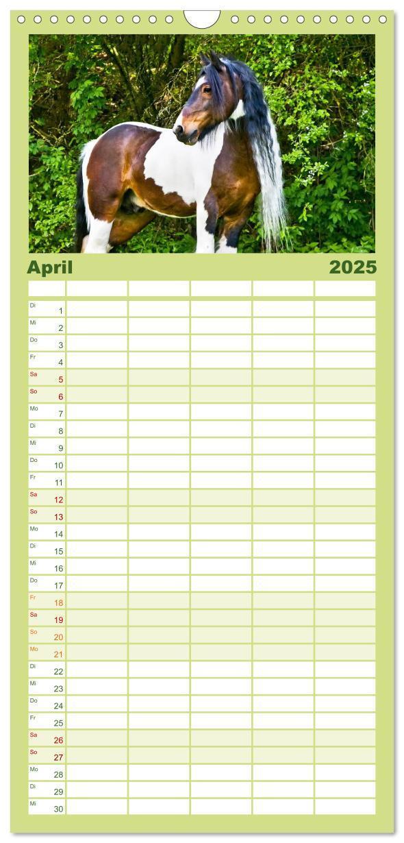 Bild: 9783457113738 | Familienplaner 2025 - Irish Tinker mit 5 Spalten (Wandkalender, 21...