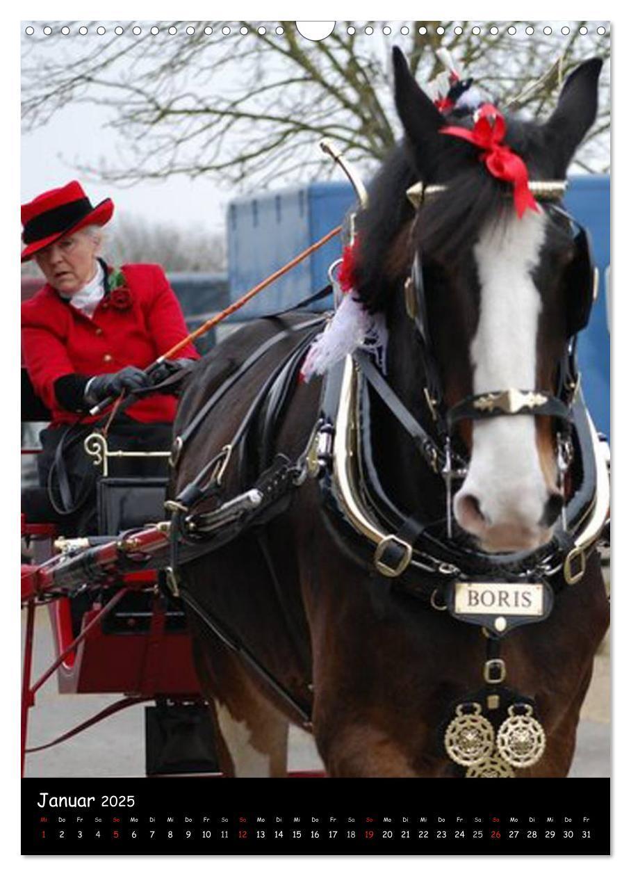 Bild: 9783457069646 | Shire Horse - Geschmückte Riesen (Wandkalender 2025 DIN A3 hoch),...