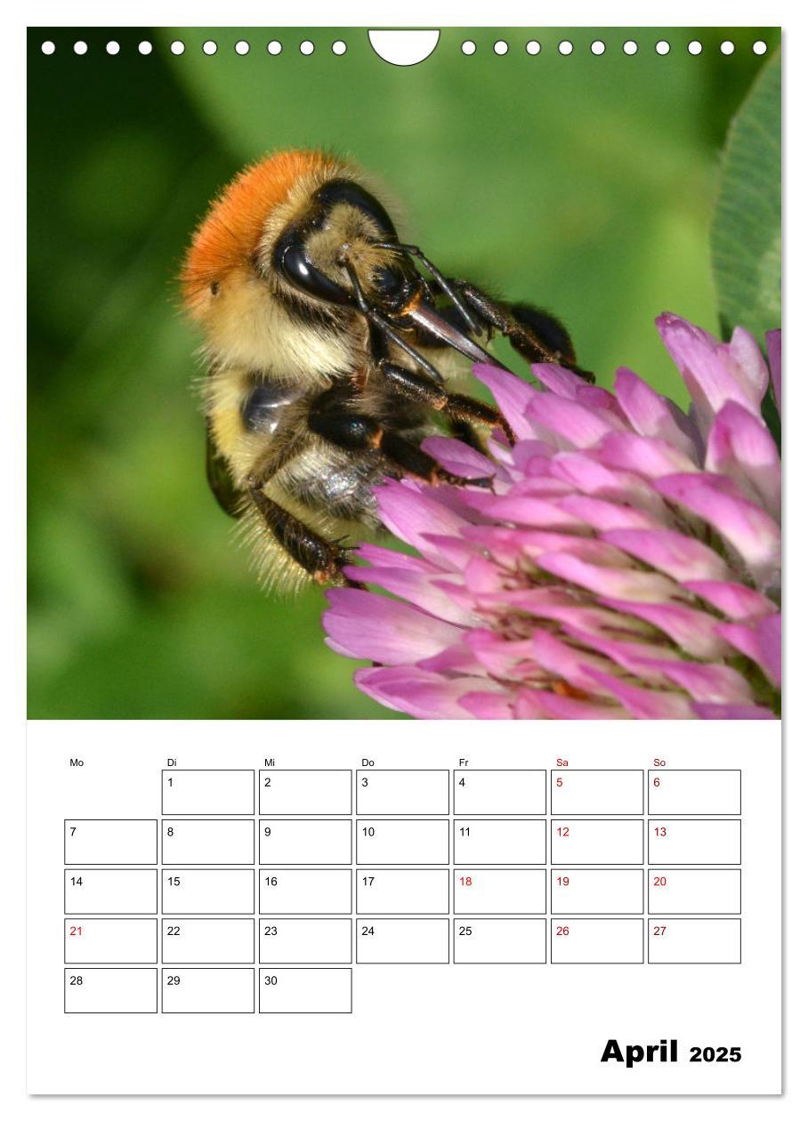 Bild: 9783435879731 | Hummeln und Bienen Terminplaner (Wandkalender 2025 DIN A4 hoch),...