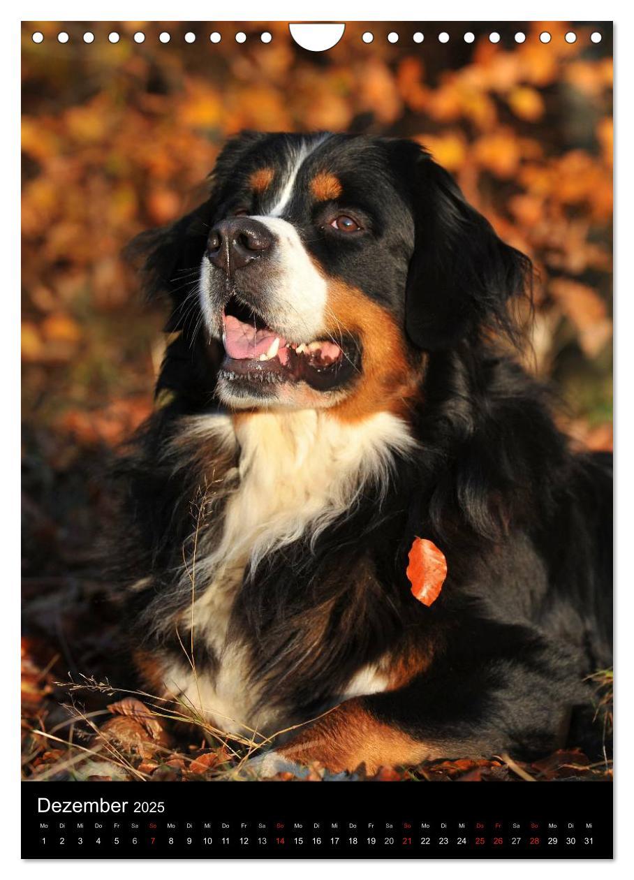 Bild: 9783457056325 | Faszination Berner Sennenhund (Wandkalender 2025 DIN A4 hoch),...