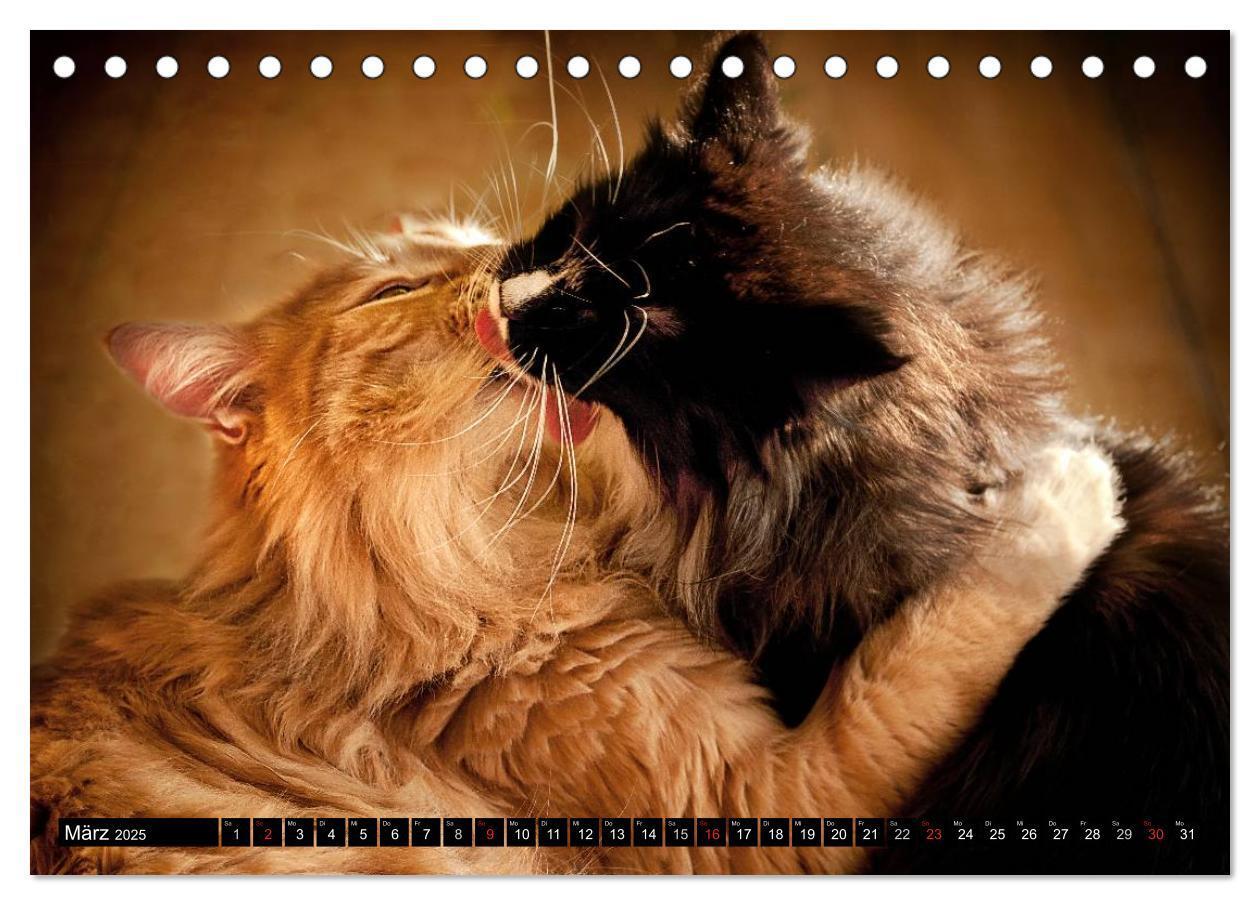 Bild: 9783435632053 | KATZEN Beautys (Tischkalender 2025 DIN A5 quer), CALVENDO...