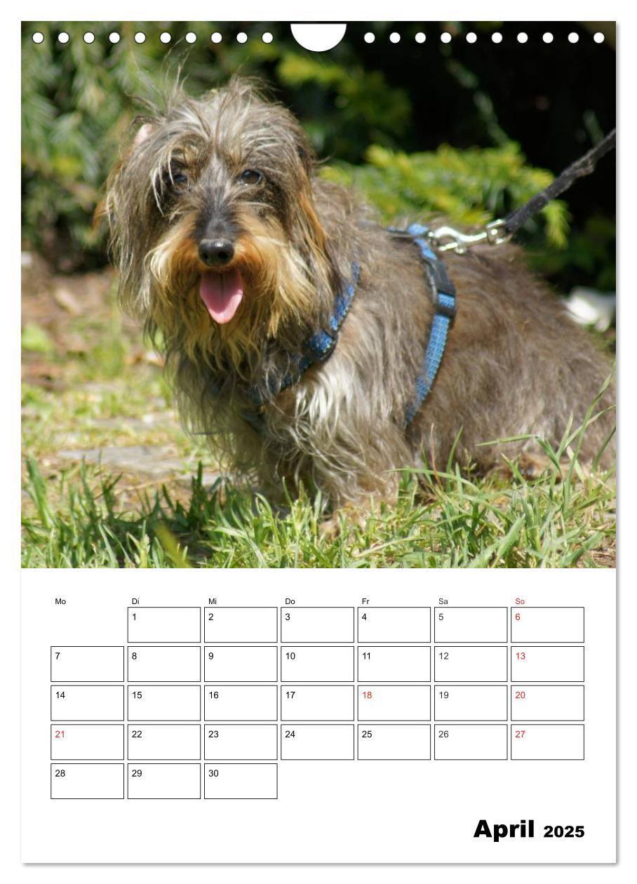 Bild: 9783457008522 | Liebenswerte Zwergrauhaardackel (Wandkalender 2025 DIN A4 hoch),...