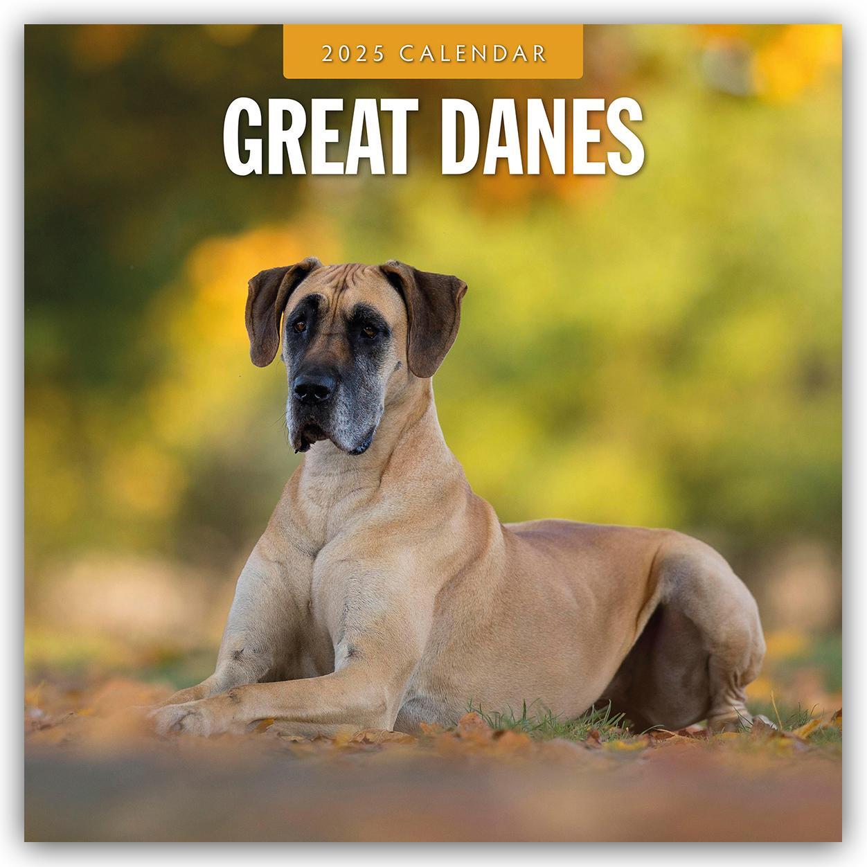 Cover: 9781804424728 | Great Danes - Deutsche Dogge 2025 - 16-Monatskalender | Robin Red