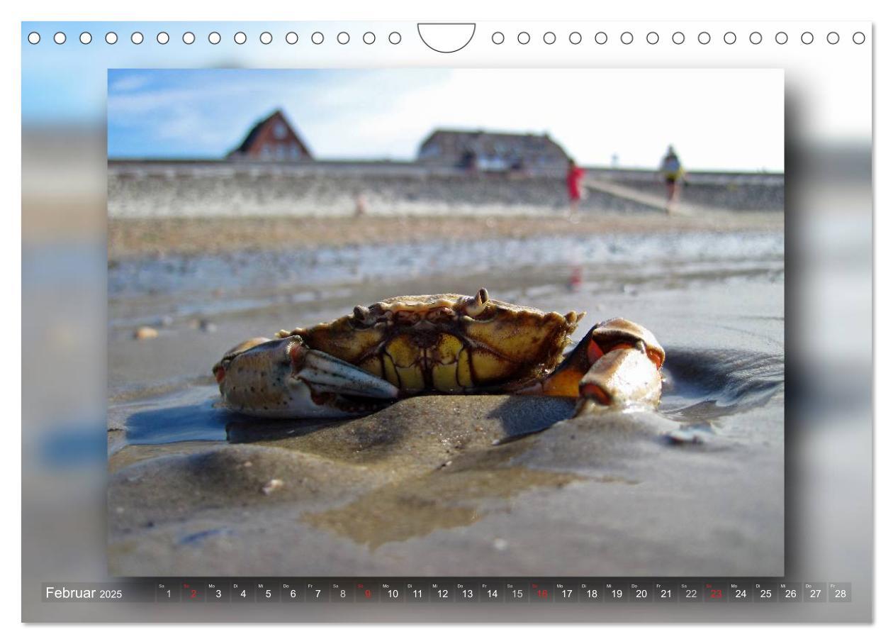 Bild: 9783435683611 | Baltrum - Ein Tag am Strand (Wandkalender 2025 DIN A4 quer),...