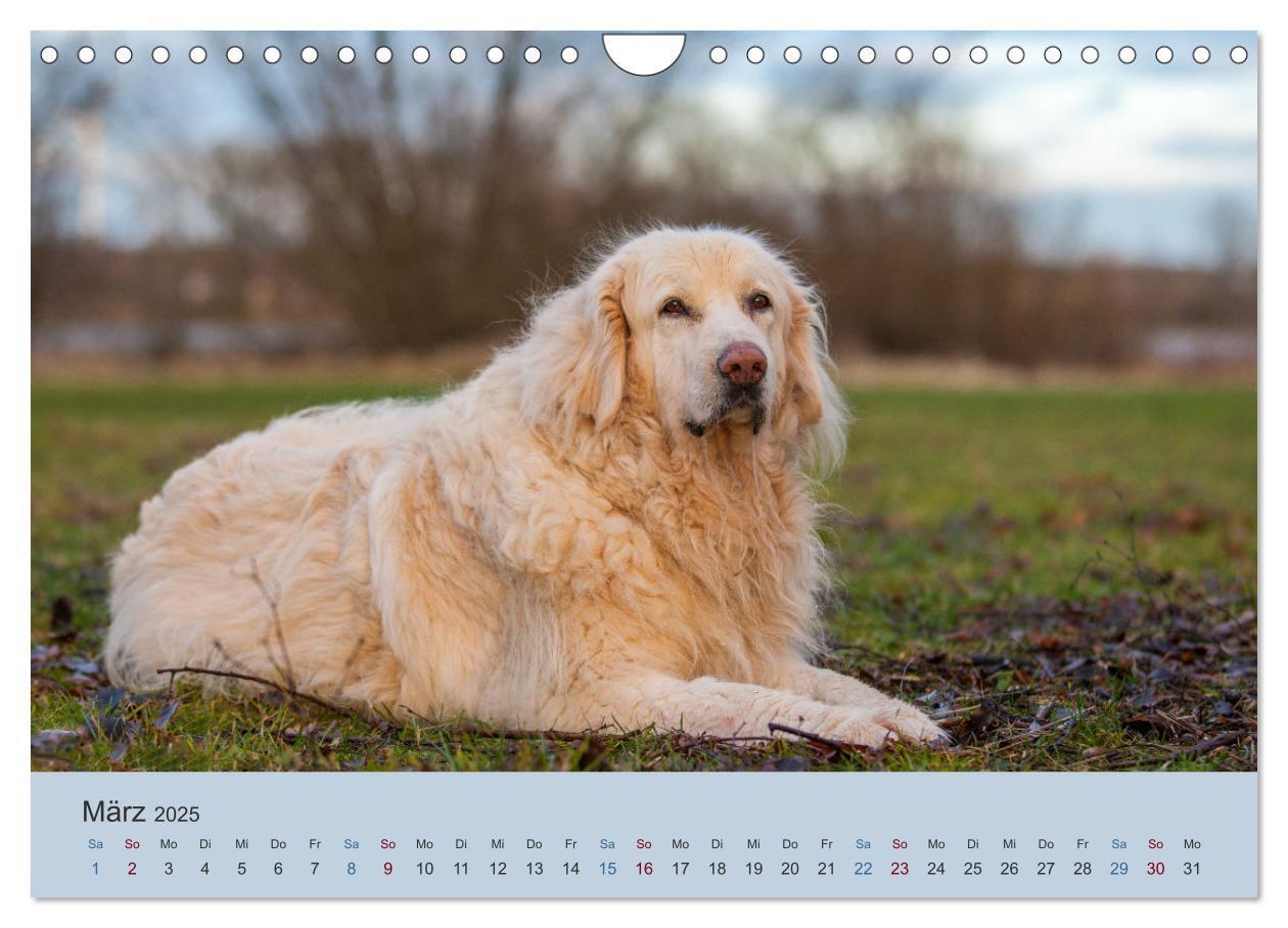 Bild: 9783435046553 | Kaukasischer Owtscharka (Wandkalender 2025 DIN A4 quer), CALVENDO...