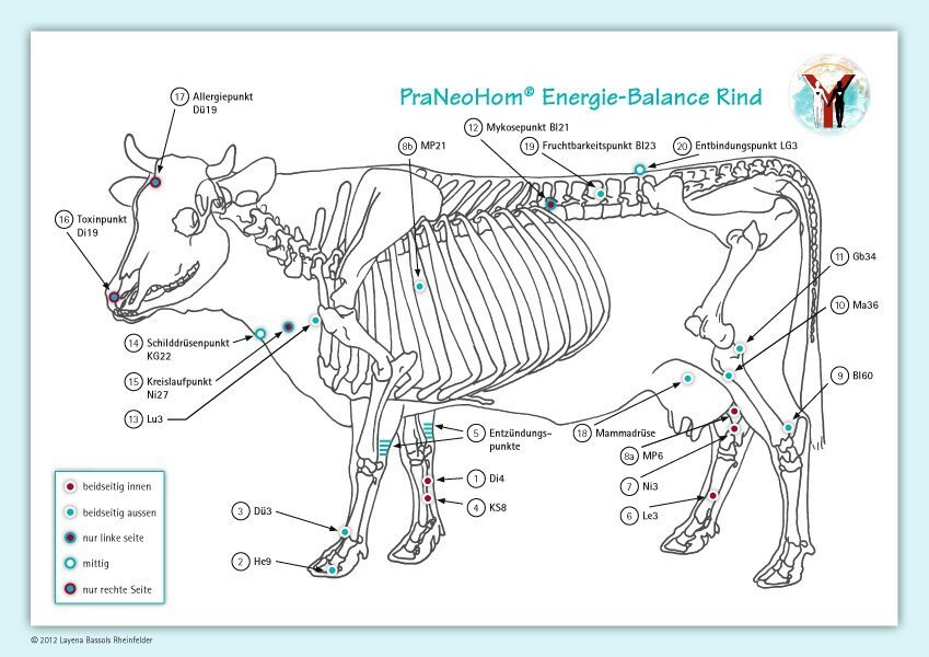 Cover: 9783940089113 | Akupunktur-Tafel Rind/Kuh | PraNeoHom® Energie-Balance Rind | Poster