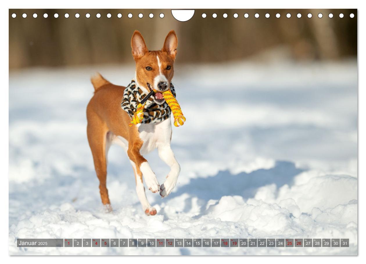 Bild: 9783435025978 | Coole Basenjis (Wandkalender 2025 DIN A4 quer), CALVENDO...