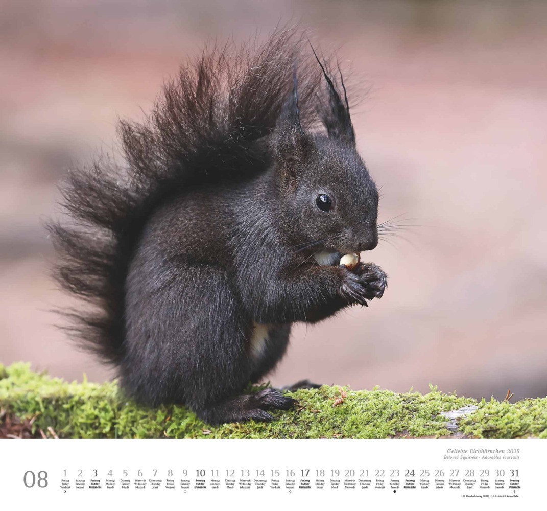 Bild: 4250809652696 | DUMONT - Geliebte Eichhörnchen 2025 Wandkalender, 38x35,5cm,...