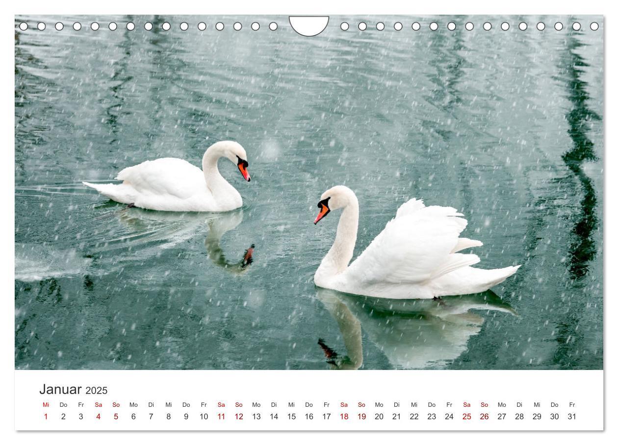 Bild: 9783383934667 | Schwäne - Prachtvolle Federkleider. (Wandkalender 2025 DIN A4...