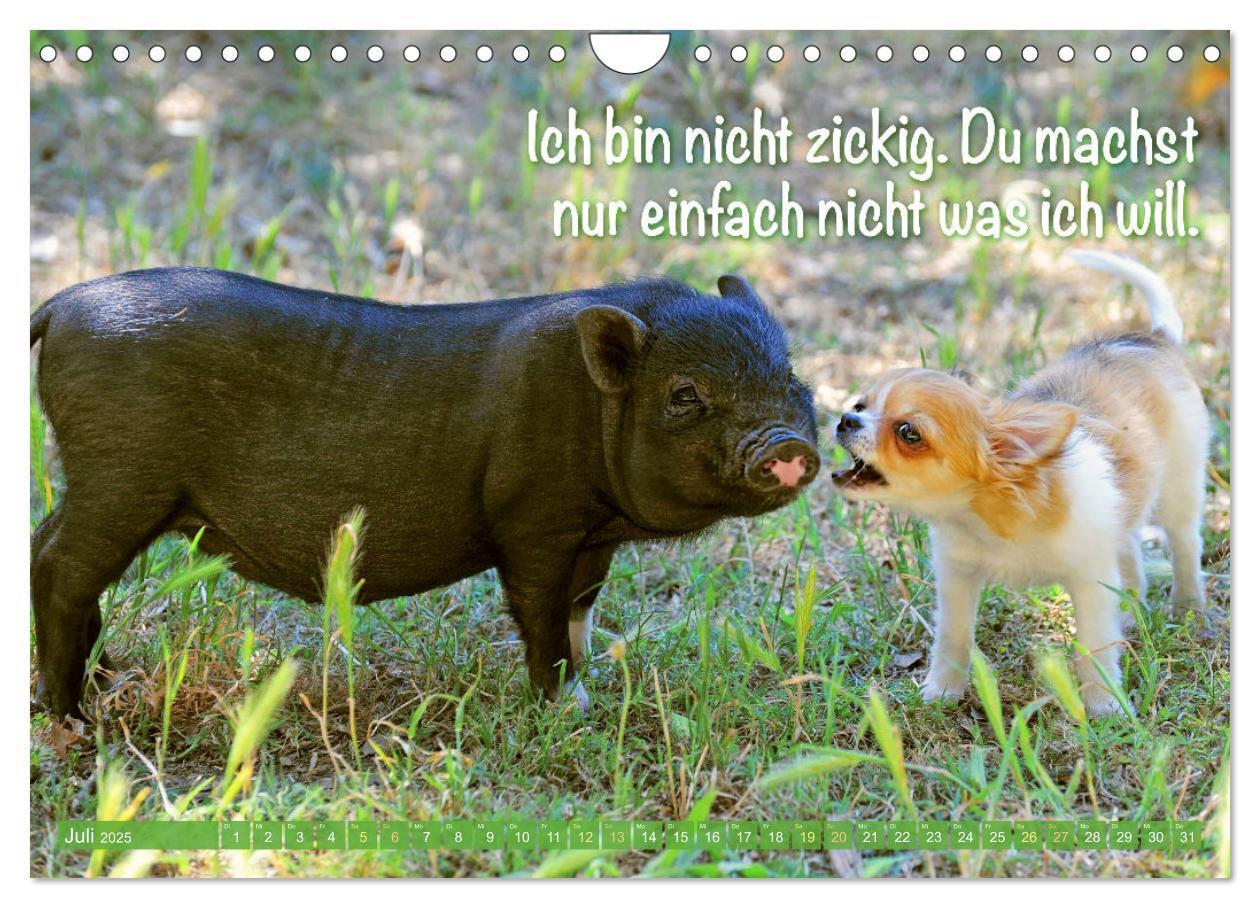 Bild: 9783457199787 | Chihuahua: Kleine Hunde, aber oho (Wandkalender 2025 DIN A4 quer),...