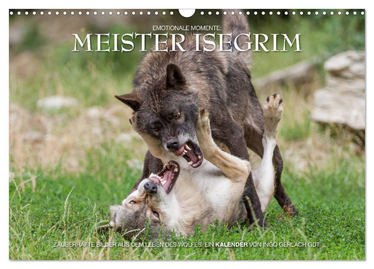 Cover: 9783435827060 | Meister Isegrim (Wandkalender 2025 DIN A3 quer), CALVENDO...