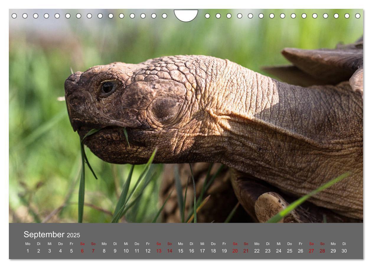 Bild: 9783435382927 | Landschildkröten (Wandkalender 2025 DIN A4 quer), CALVENDO...