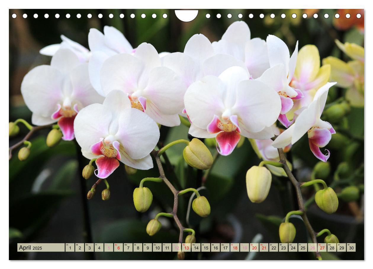 Bild: 9783383765049 | Beliebte Orchideen (Wandkalender 2025 DIN A4 quer), CALVENDO...