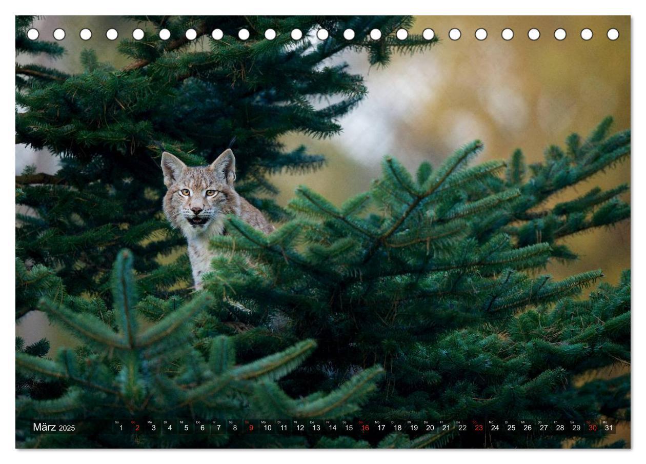 Bild: 9783435687510 | Der Luchs - Dem Pinselohr auf der Spur (Tischkalender 2025 DIN A5...