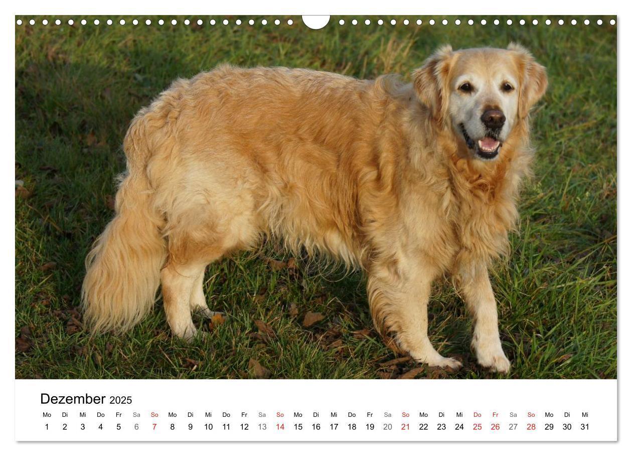 Bild: 9783435840663 | Golden Retriever Power (Wandkalender 2025 DIN A3 quer), CALVENDO...