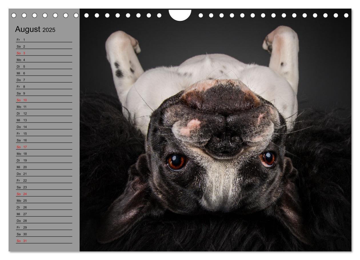 Bild: 9783435031191 | Bullymania - Französische Bulldoggen (Wandkalender 2025 DIN A4...