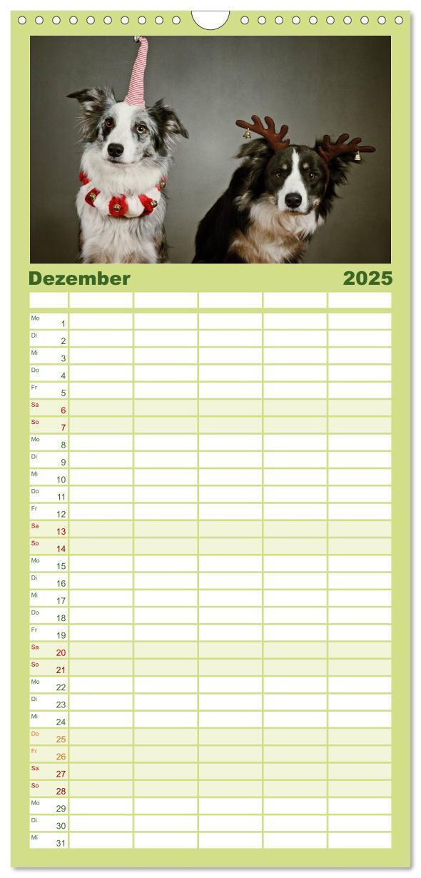 Bild: 9783457110522 | Familienplaner 2025 - Der Bordercollie-Kalender mit 5 Spalten...