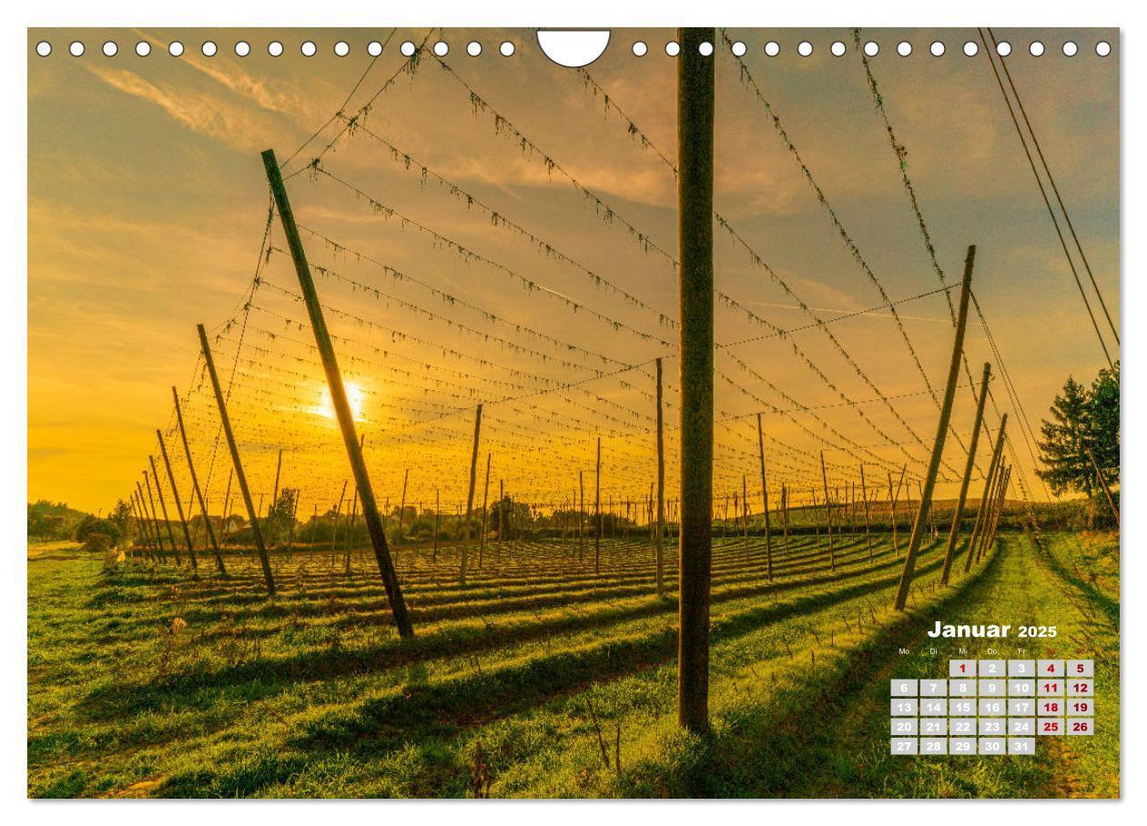 Bild: 9783435212675 | Hopfenland Holledau (Wandkalender 2025 DIN A4 quer), CALVENDO...