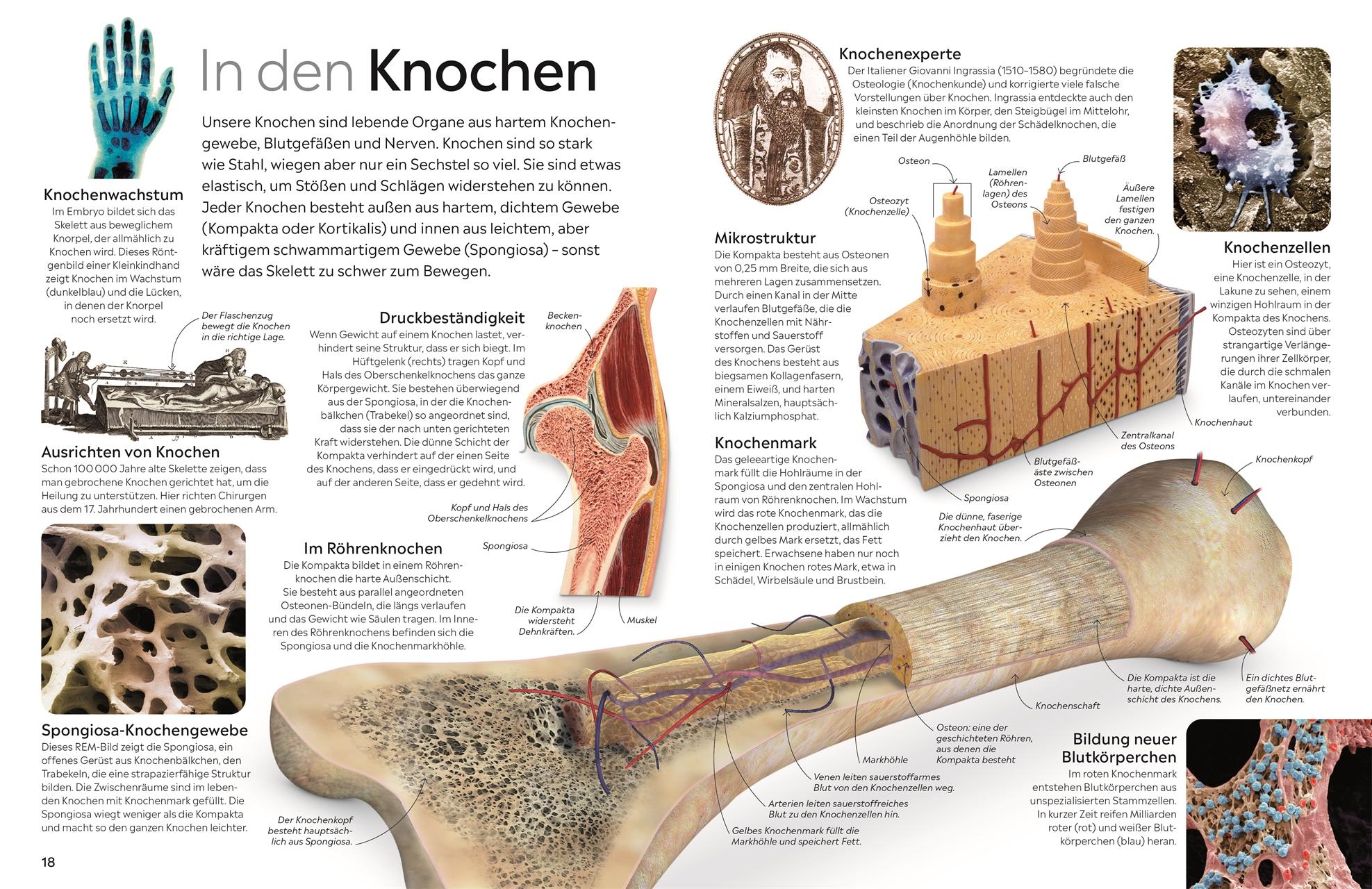 Bild: 9783831049325 | memo Wissen. Körper | Richard Walker | Buch | 72 S. | Deutsch | 2024