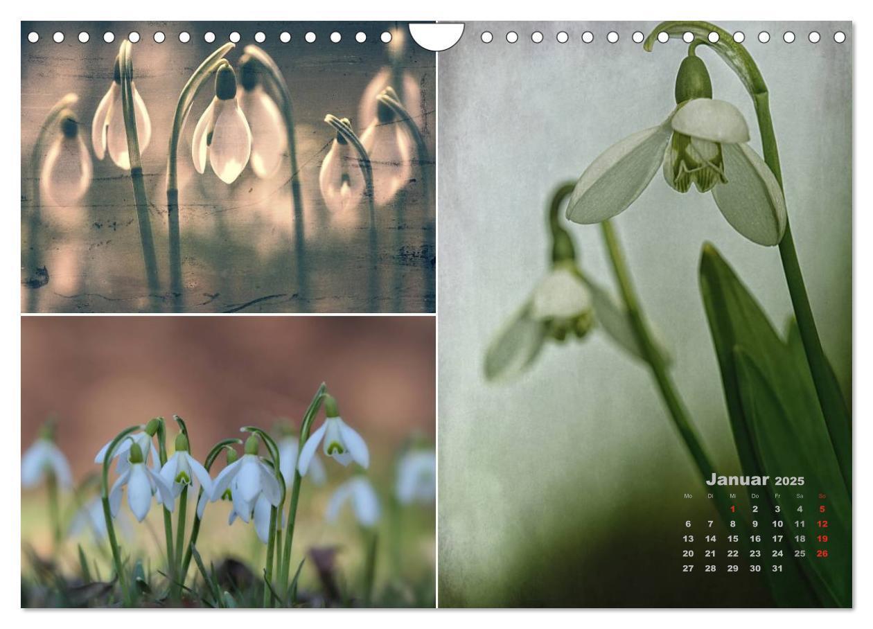 Bild: 9783435612406 | Blumenreise 2025 (Wandkalender 2025 DIN A4 quer), CALVENDO...