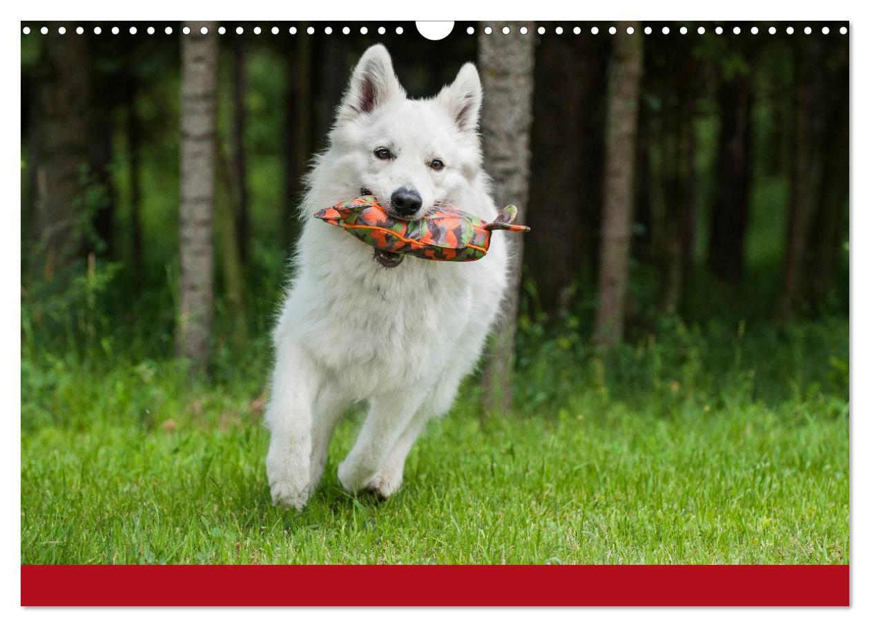 Bild: 9783435765560 | Weißer Schweizer Schäferhund (Wandkalender 2025 DIN A3 quer),...