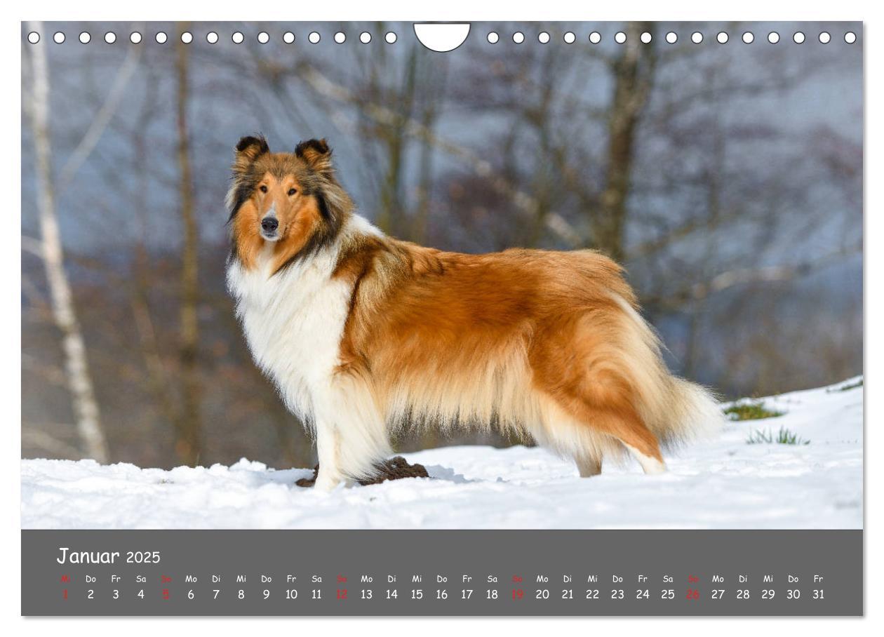 Bild: 9783435314522 | Einmal Collie - immer Collie (Wandkalender 2025 DIN A4 quer),...