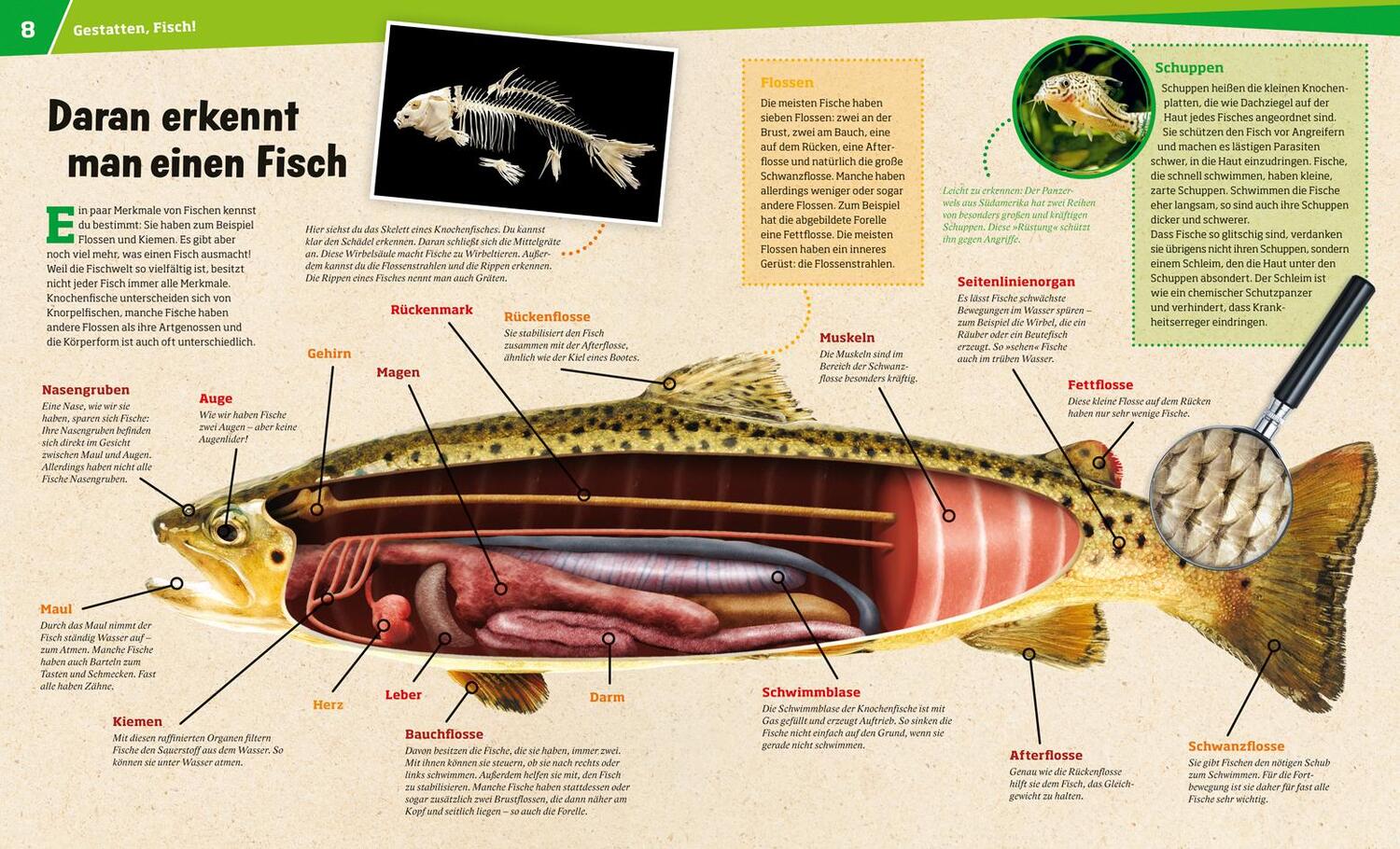 Bild: 9783788620769 | WAS IST WAS Band 41 Fische. Wunderwelt im Wasser | Nicolai Schirawski