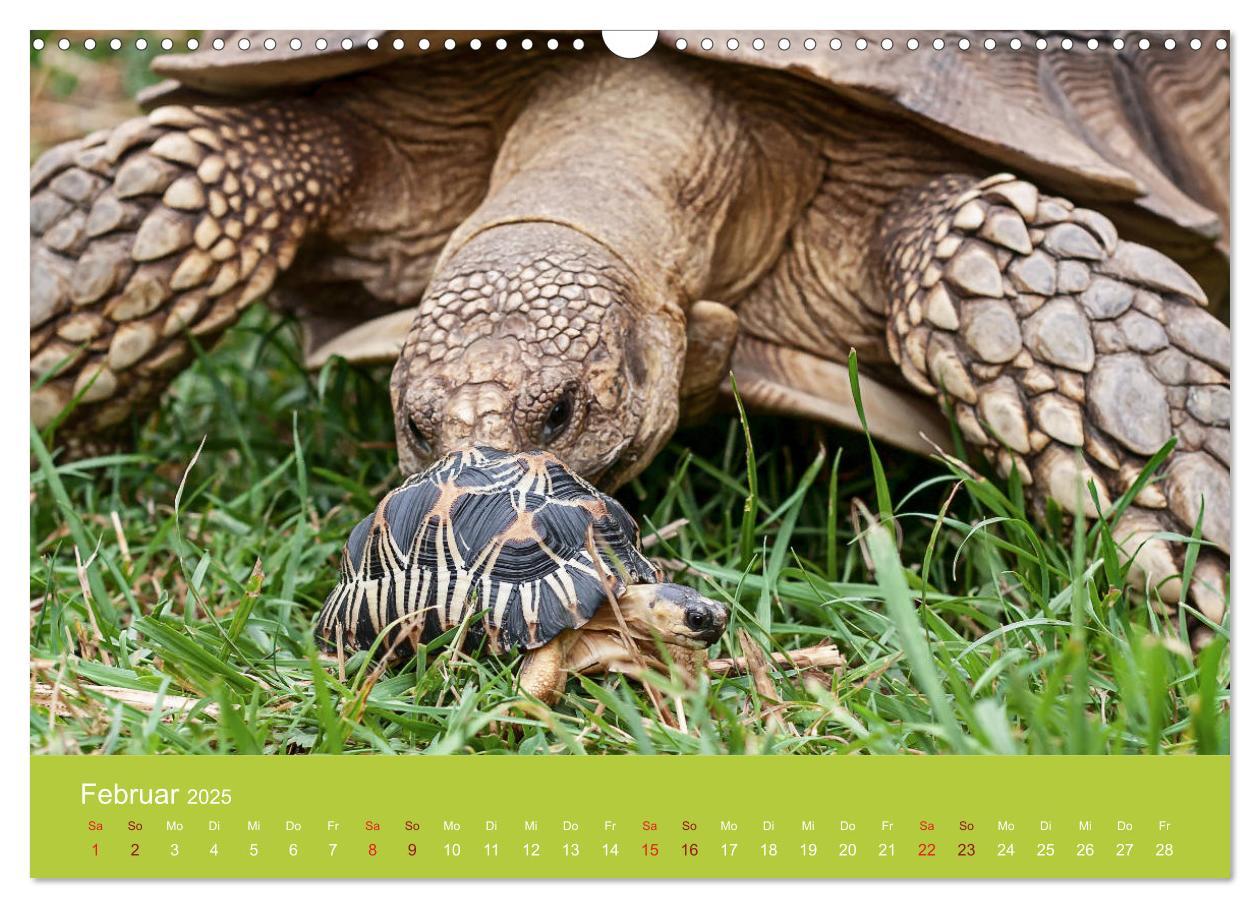 Bild: 9783435315505 | Meine Schildkröten (Wandkalender 2025 DIN A3 quer), CALVENDO...