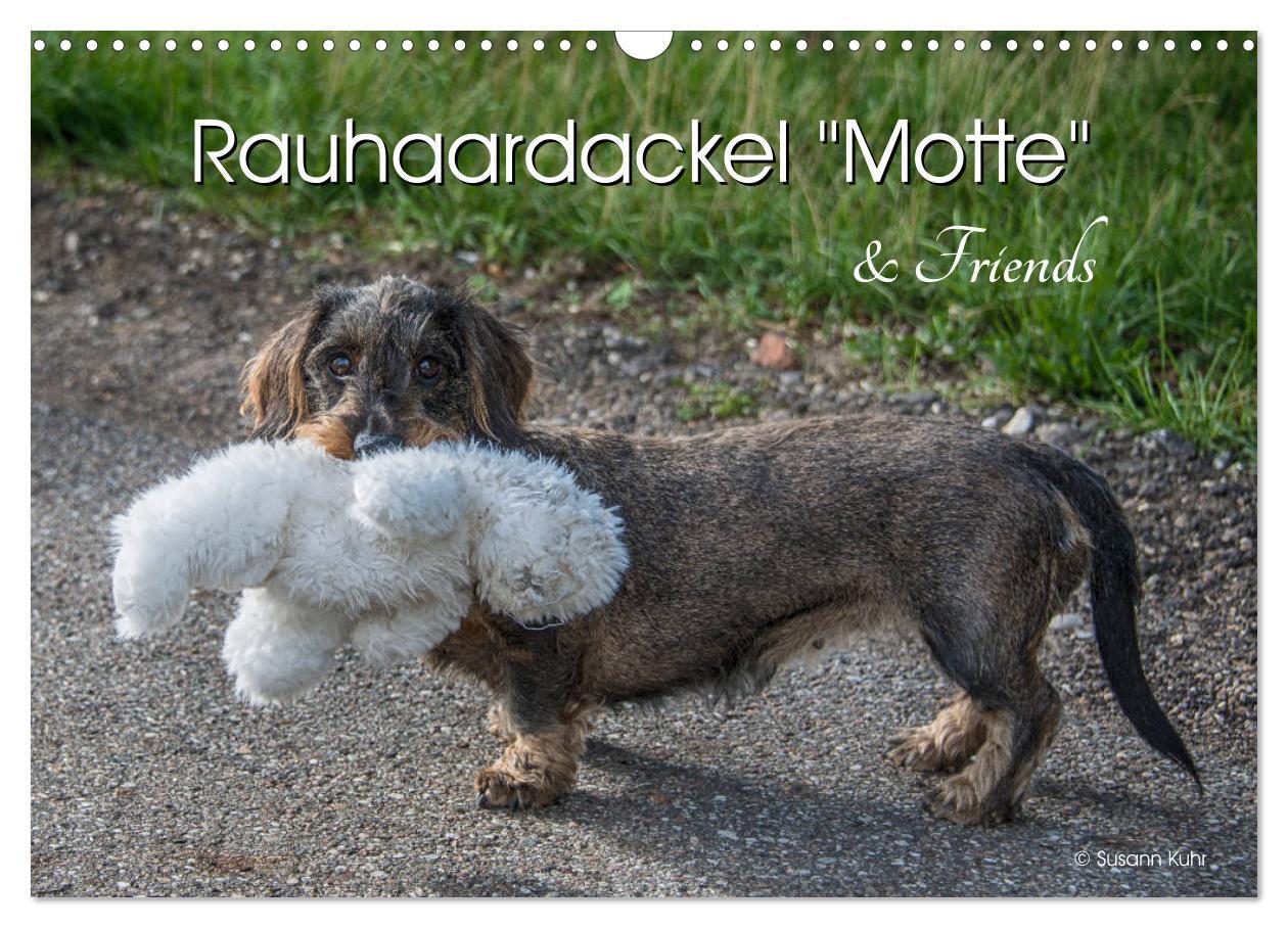 Cover: 9783435282357 | Rauhaardackel Motte &amp; Friends (Wandkalender 2025 DIN A3 quer),...