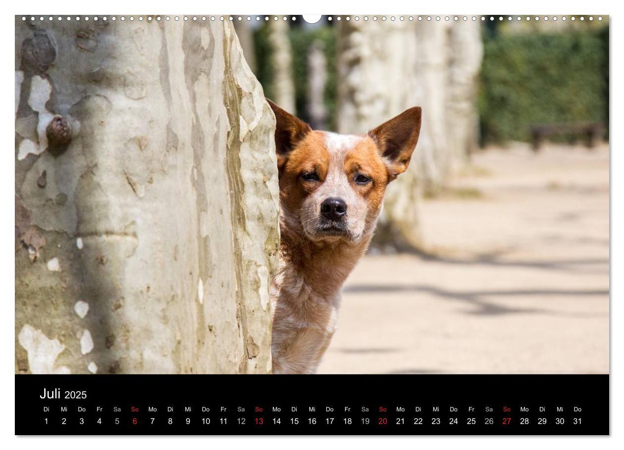 Bild: 9783435462902 | Australian Cattle Dogs zwischen Kunst und Kultur (Wandkalender 2025...