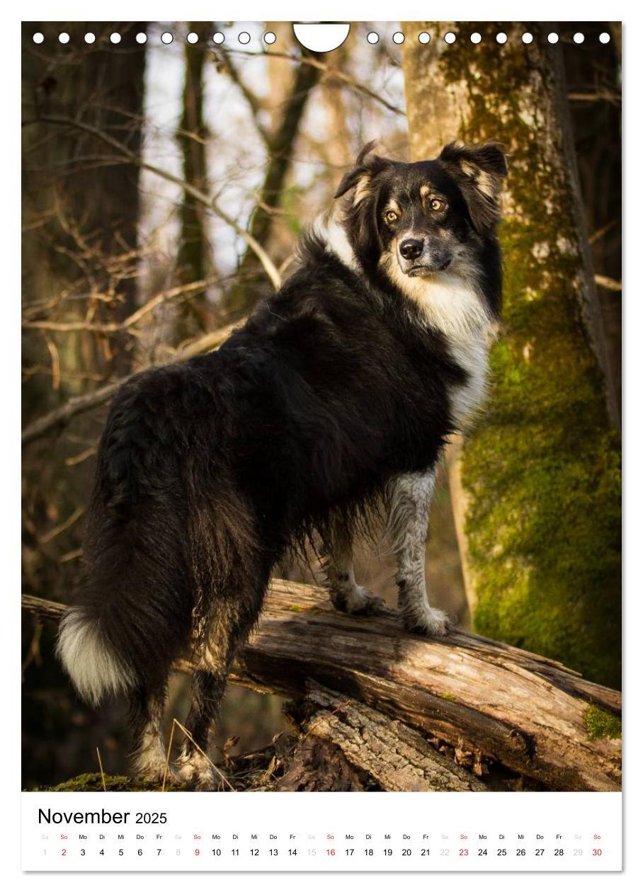 Bild: 9783457061046 | Australian Shepherd ¿ Mit dem Aussie unterwegs (Wandkalender 2025...