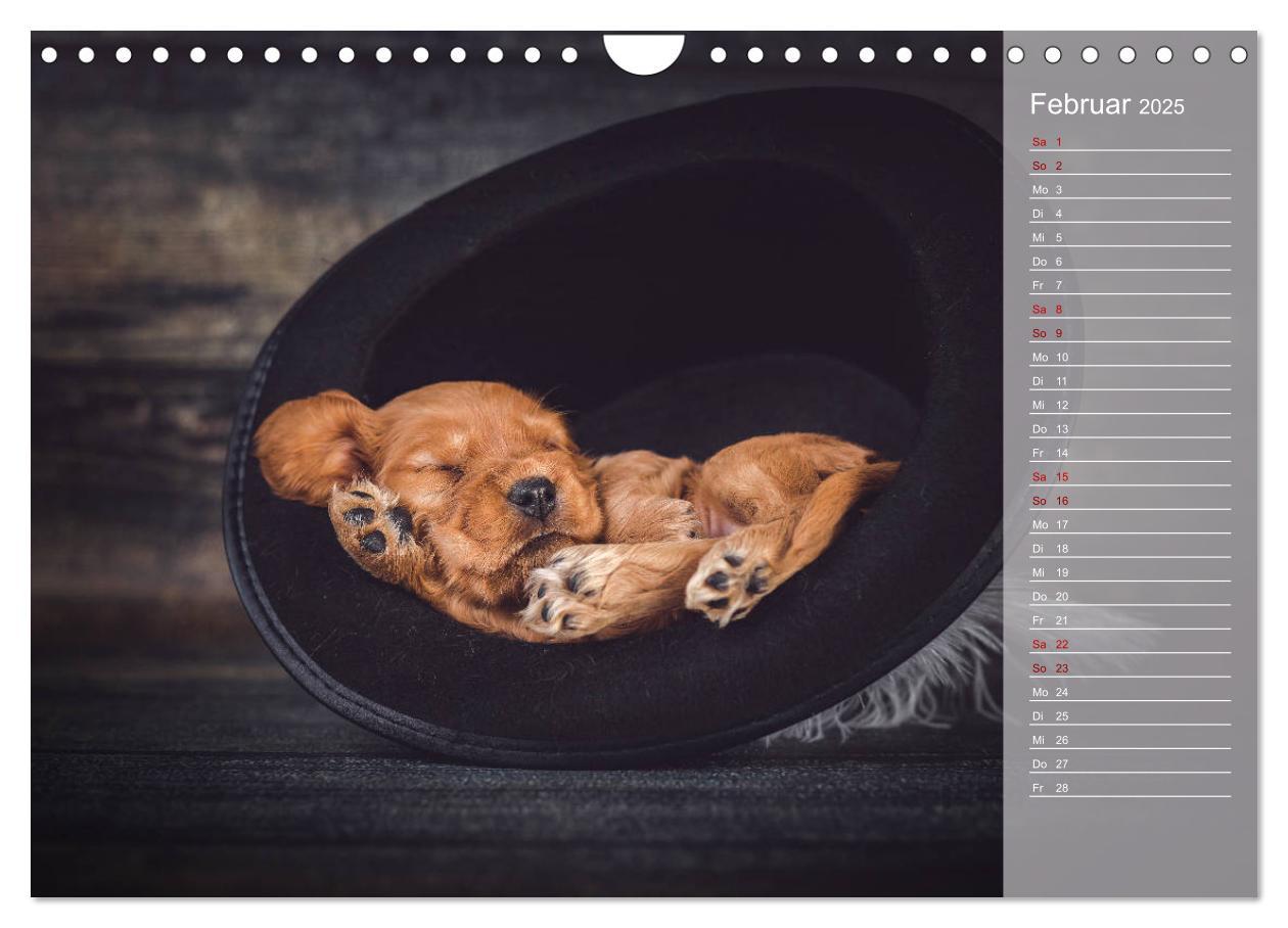 Bild: 9783435330980 | Englische Cocker Spaniel Welpen (Wandkalender 2025 DIN A4 quer),...