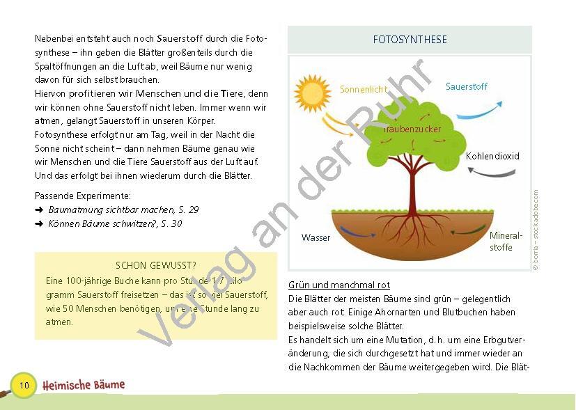 Bild: 9783834662101 | Paket: Heimische Bäume | Corinna Weinert (u. a.) | Taschenbuch | 2022