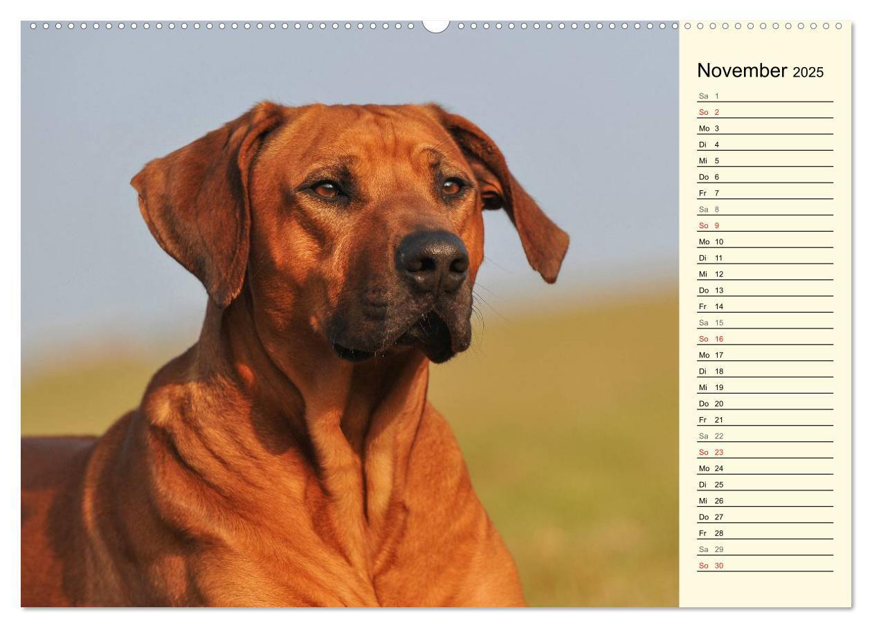 Bild: 9783435540570 | Rhodesian Ridgeback 2025 (Wandkalender 2025 DIN A2 quer), CALVENDO...