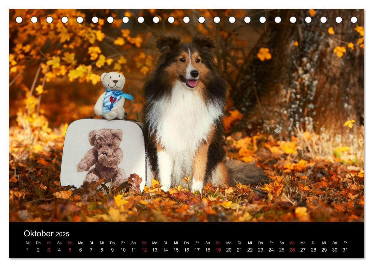 Bild: 9783435598021 | Wir lieben Shelties (Tischkalender 2025 DIN A5 quer), CALVENDO...