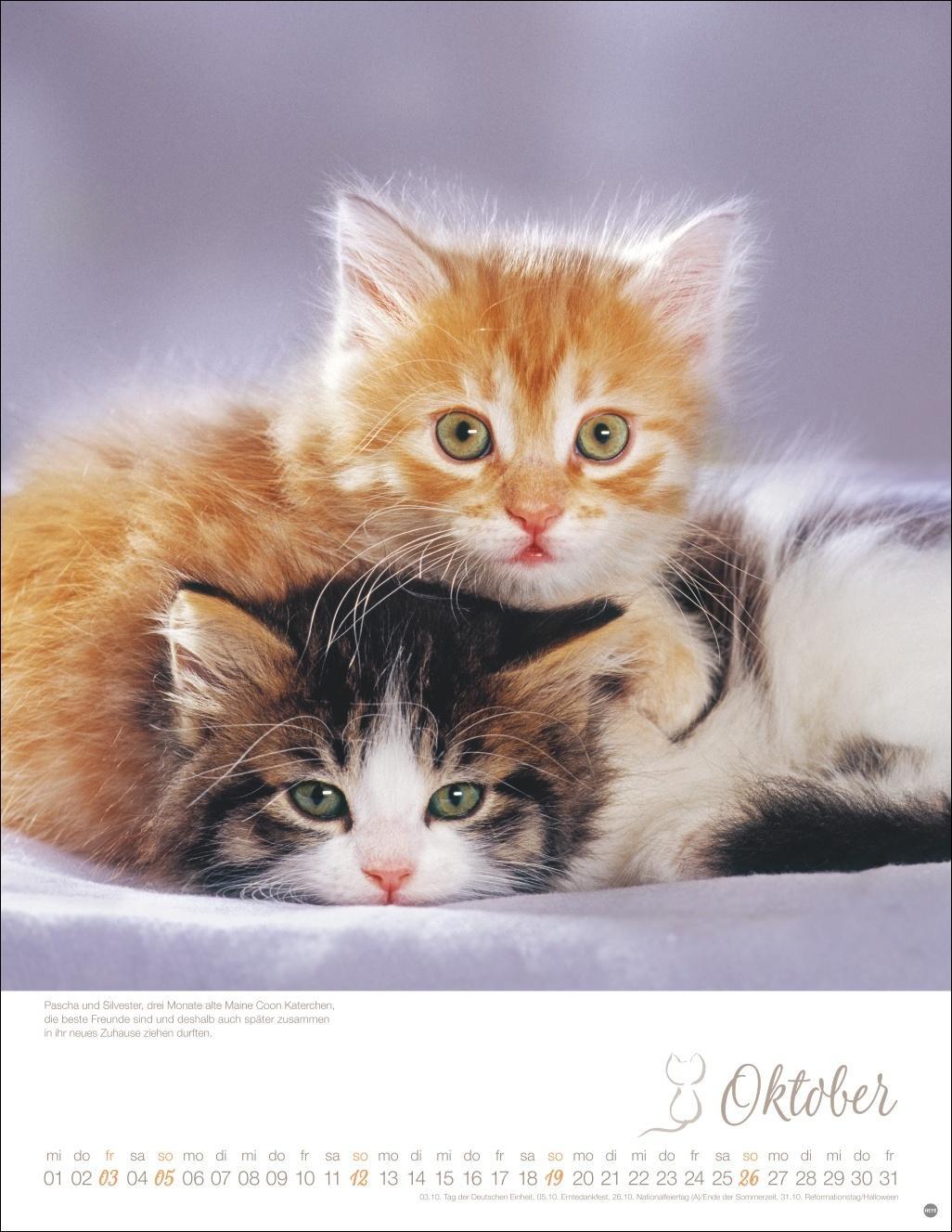 Bild: 9783756405305 | Katzenkinder Posterkalender 2025 | Kalender | Spiralbindung | 14 S.