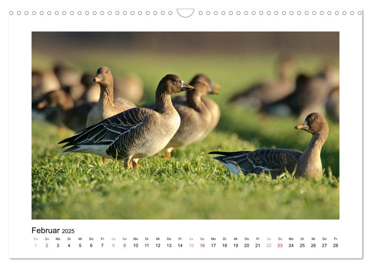 Bild: 9783435636105 | Geschnatter - Enten und Gänse in Deutschland (Wandkalender 2025 DIN...