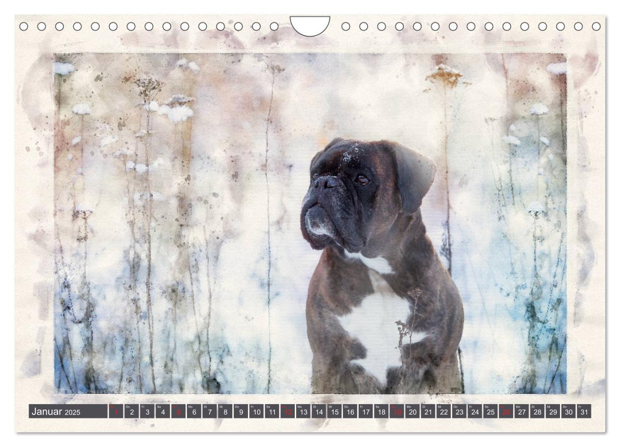 Bild: 9783435134700 | Boxer Photo&amp;Kunst (Wandkalender 2025 DIN A4 quer), CALVENDO...