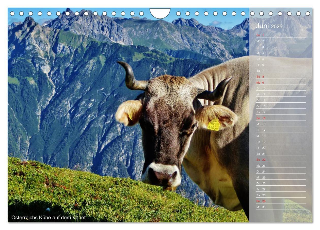 Bild: 9783435794706 | Alpenüberquerung (Wandkalender 2025 DIN A4 quer), CALVENDO...