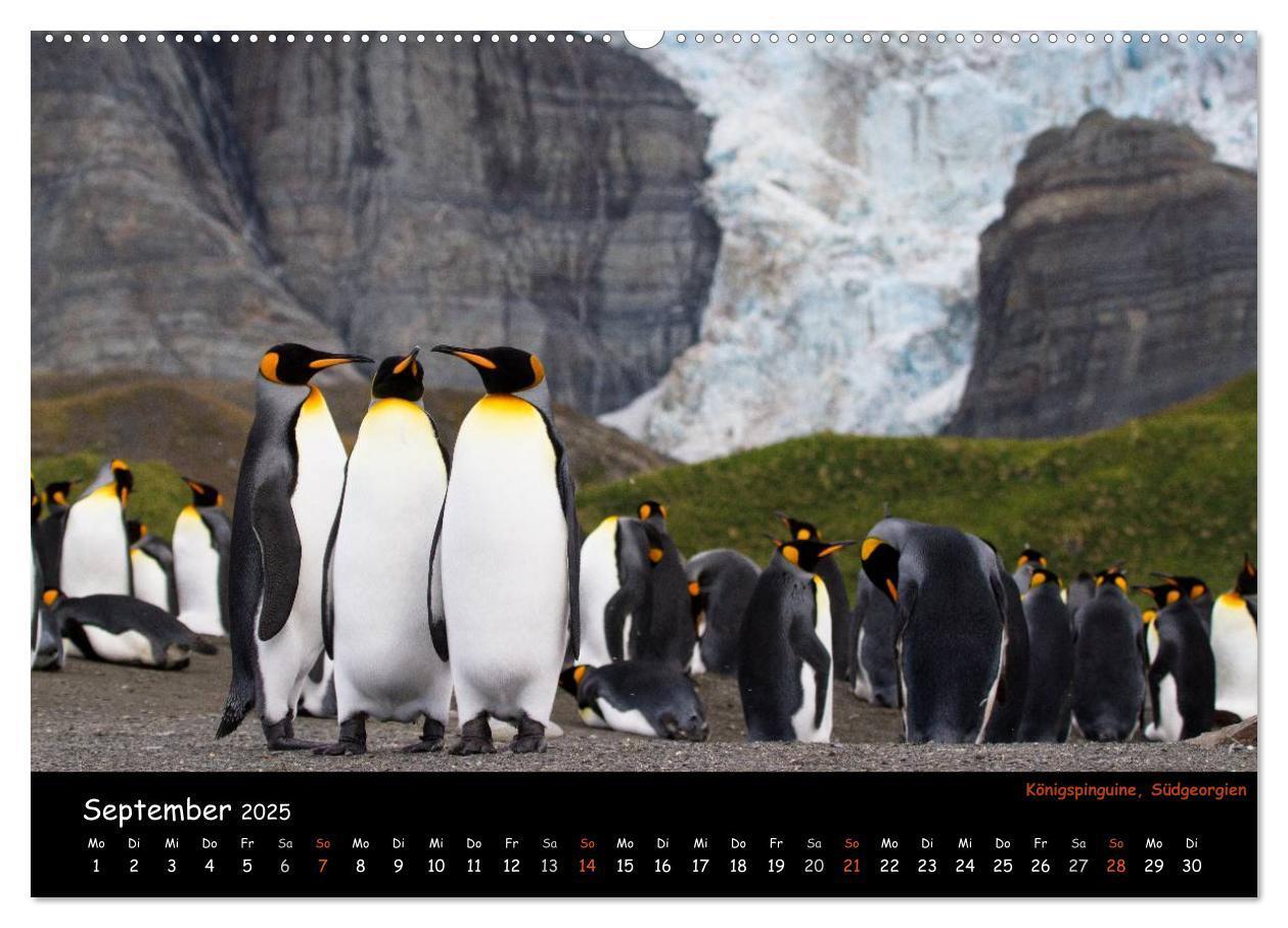 Bild: 9783435811700 | Pinguine aus aller Welt (Wandkalender 2025 DIN A2 quer), CALVENDO...