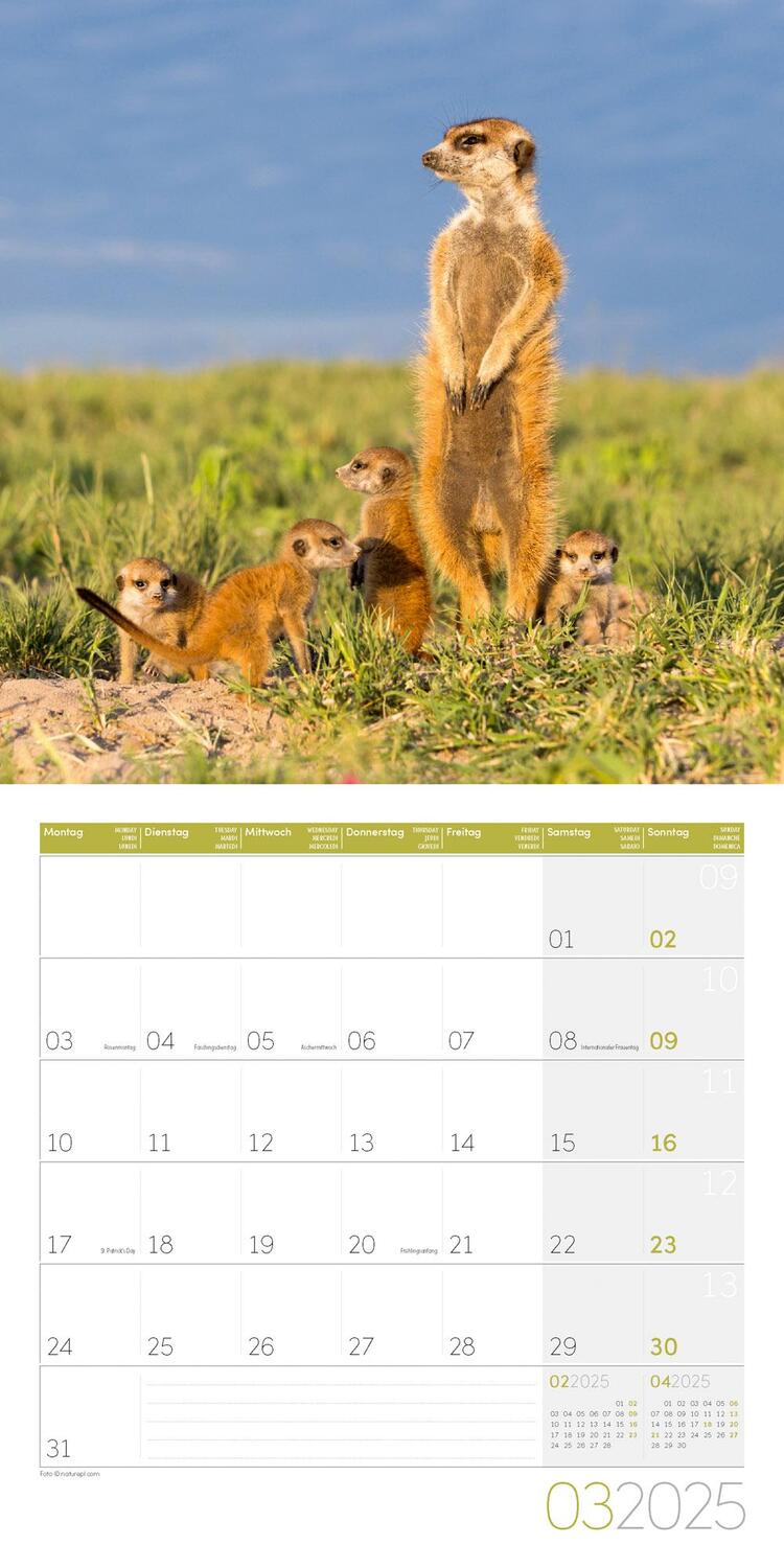 Bild: 9783838445328 | Erdmännchen Kalender 2025 - 30x30 | Ackermann Kunstverlag | Kalender