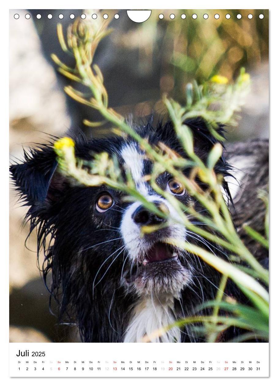 Bild: 9783457061046 | Australian Shepherd ¿ Mit dem Aussie unterwegs (Wandkalender 2025...